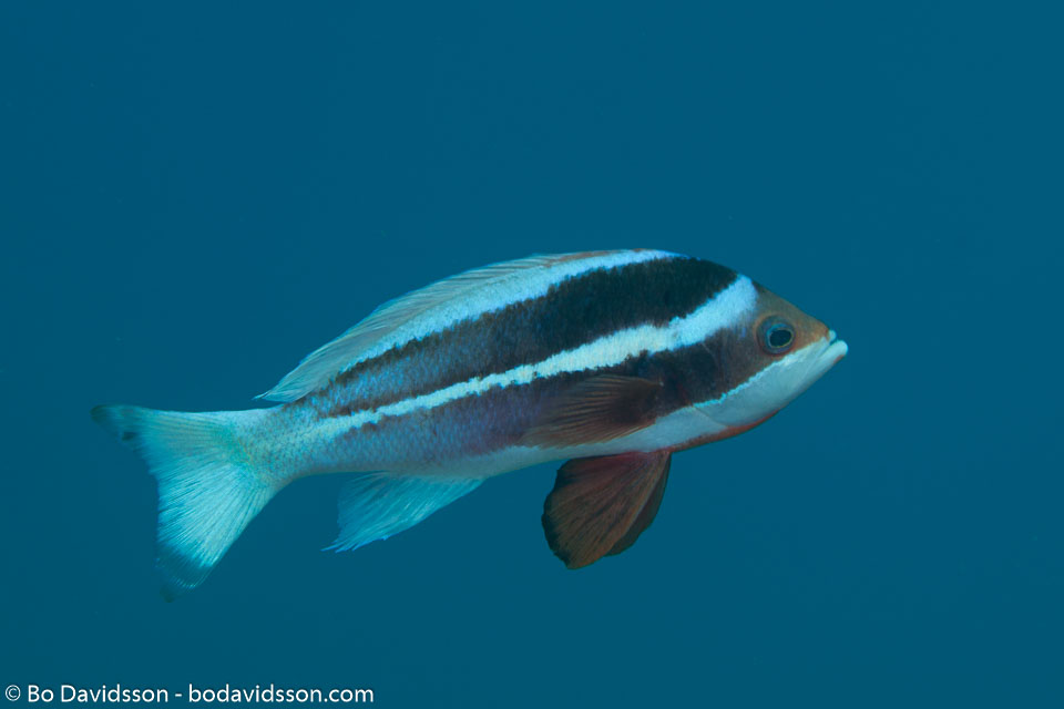 BD-121127-Aqaba-7337-Pseudanthias-taeniatus-(Klunzinger.-1884)-[Red-Sea-anthias].jpg